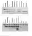 Fig. 10 - METHODS AND MEANS FOR THE PRODUCTION OF IG-LIKE MOLECULES