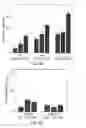 Fig. 13 - SYSTEM AND METHOD FOR USING ULTRASOUND-STIMULATED MICROBUBBLE EXPOSURES TO INDUCE CERAMIDE ACCUMULATION IN ENDOTHELIAL AND TUMOR CELLS