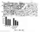 Fig. 23 - SYSTEM AND METHOD FOR USING ULTRASOUND-STIMULATED MICROBUBBLE EXPOSURES TO INDUCE CERAMIDE ACCUMULATION IN ENDOTHELIAL AND TUMOR CELLS