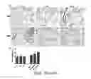 Fig. 24 - SYSTEM AND METHOD FOR USING ULTRASOUND-STIMULATED MICROBUBBLE EXPOSURES TO INDUCE CERAMIDE ACCUMULATION IN ENDOTHELIAL AND TUMOR CELLS