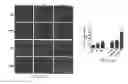 Fig. 26 - SYSTEM AND METHOD FOR USING ULTRASOUND-STIMULATED MICROBUBBLE EXPOSURES TO INDUCE CERAMIDE ACCUMULATION IN ENDOTHELIAL AND TUMOR CELLS