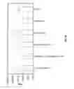 Fig. 11 - Nucleic acid complexes