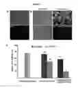 Fig. 04 - Dendritic polypeptide-based nanocarriers for the delivery of therapeutic agents