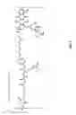 Fig. 06 - Anti-ETBR antibodies and immunoconjugates