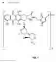 Fig. 07 - Anti-ETBR antibodies and immunoconjugates