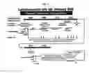 Fig. 09 - Dosages of Immunoconjugates of Antibodies and SN-38 for Improved Efficacy and Decreased Toxicity