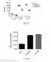 Fig. 30 - COMPOSITIONS AND METHODS FOR TREATING DISEASES