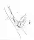 Fig. 08 - Core Exercise Equipment With Semi-Spherical Base
