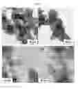 Fig. 09 - PtAu nanoparticle catalyst heat-treated in the presence of CO and method for manufacturing the same