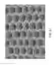 Fig. 12 - Slippery liquid-infused porous surfaces having improved stability
