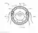 Fig. 01 - Haptic language through a steering mechanism