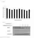 Fig. 04 - Anticancer supplement agent including benzo[D]oxazol derivative as effective ingredient