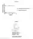 Fig. 04 - SELECTIVE EFFLUX INHIBITORS AND RELATED PHARMACEUTICAL COMPOSITIONS AND METHODS OF TREATMENT