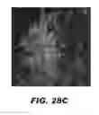 Fig. 44 - Compounds and methods for treating bacterial infections