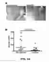 Fig. 52 - Compounds and methods for treating bacterial infections