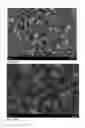 Fig. 09 - Pulse combustion drying of proteins