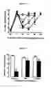 Fig. 09 - Synthetic peptide amides