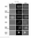 Fig. 03 - Peptides derived from NCAPG2 and their use