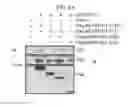 Fig. 22 - Peptides derived from NCAPG2 and their use