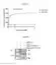 Fig. 24 - Peptides derived from NCAPG2 and their use