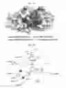 Fig. 28 - Peptides derived from NCAPG2 and their use