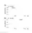 Fig. 05 - Affinity support and method for trapping substance using the same