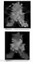 Fig. 04 - BINDING MOIETIES FOR BIOFILM REMEDIATION
