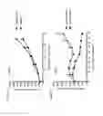 Fig. 08 - Jagged-binding agents and uses thereof