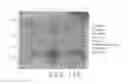 Fig. 13 - NOVEL LIGAND
