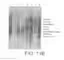 Fig. 14 - NOVEL LIGAND
