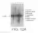 Fig. 15 - NOVEL LIGAND