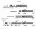 Fig. 28 - TUMOR SPECIFIC ANTIBODY