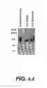 Fig. 06 - PSMA ANTIBODIES AND USES THEREOF