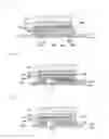 Fig. 05 - ANISOTROPIC CONDUCTIVE ADHESIVE AND CONNECTION STRUCTURE