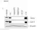 Fig. 04 - Method of Deriving Mesenchymal Stem Cells