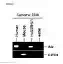 Fig. 07 - Method of Deriving Mesenchymal Stem Cells