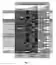 Fig. 02 - Compounds for improved stem cell differentiation into hepatocytes