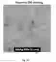 Fig. 16 - Compounds for improved stem cell differentiation into hepatocytes