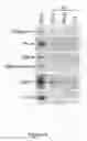 Fig. 09 - Compositions and Methods for Regulating Cytochrome c-Mediated Apoptosis by tRNA