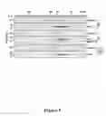 Fig. 10 - Compositions and Methods for Regulating Cytochrome c-Mediated Apoptosis by tRNA