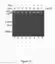 Fig. 12 - Compositions and Methods for Regulating Cytochrome c-Mediated Apoptosis by tRNA