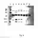 Fig. 05 - Variant forms of urate oxidase and use thereof