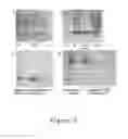 Fig. 03 - ENDOSTATIN MUTANTS WITH MUTATIONS AT ATP BINDING SITES