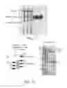 Fig. 18 - Compositions related to controllable intervening protein sequences (CIPS) comprising reversible zinc-binding motifs and inteins