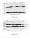 Fig. 19 - Compositions related to controllable intervening protein sequences (CIPS) comprising reversible zinc-binding motifs and inteins
