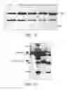 Fig. 20 - Compositions related to controllable intervening protein sequences (CIPS) comprising reversible zinc-binding motifs and inteins