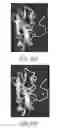 Fig. 35 - Compositions related to controllable intervening protein sequences (CIPS) comprising reversible zinc-binding motifs and inteins