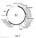 Fig. 04 - Polypeptides having xylanase activity and polynucleotides thereof