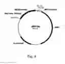 Fig. 06 - Polypeptides having xylanase activity and polynucleotides thereof