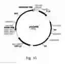 Fig. 14 - Polypeptides having xylanase activity and polynucleotides thereof